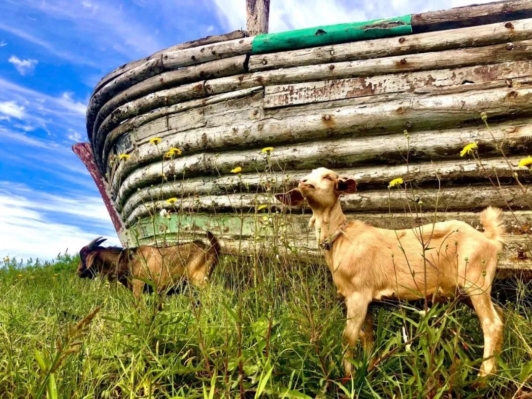 盘锦大洼区旅游攻略,盘锦大洼旅游