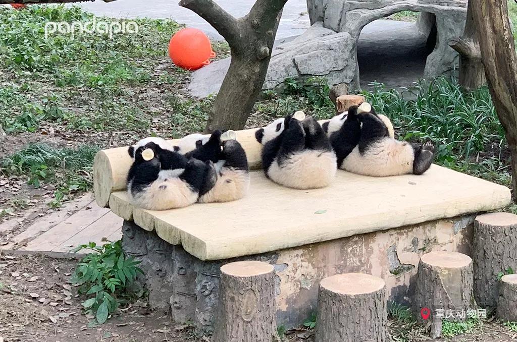 四川熊猫麻将怎么打,打熊猫麻将的诀窍