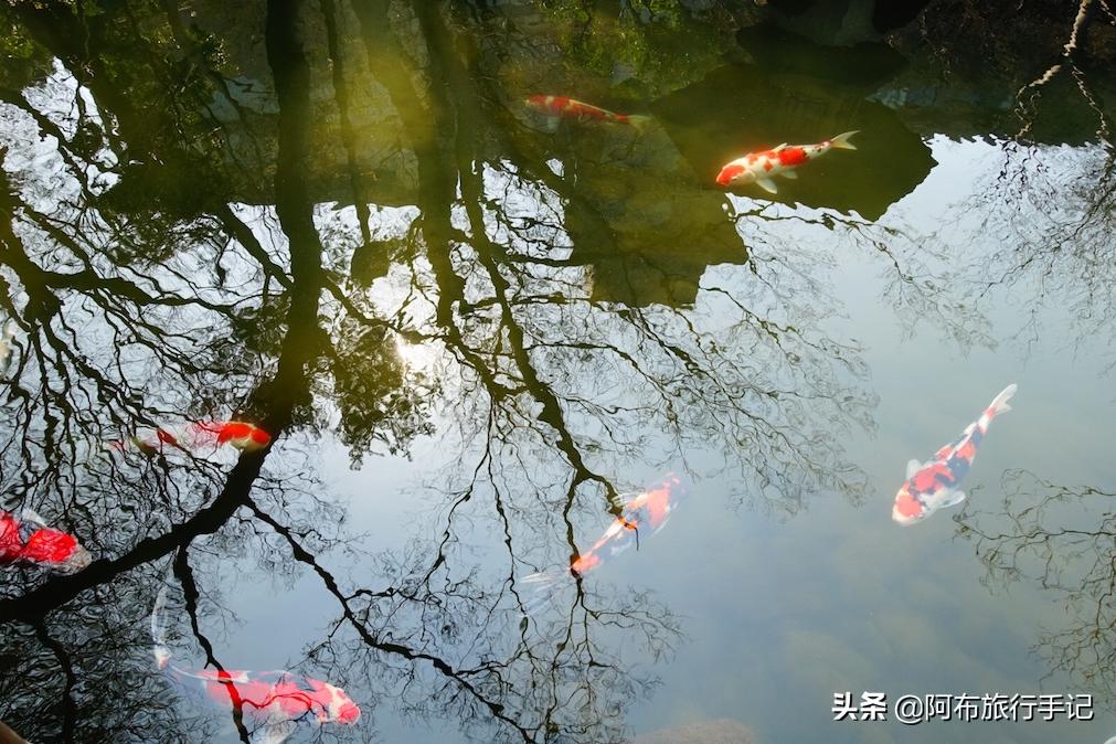 任正非翻牌的目黑雅叙园往东，有一条适合散步的江户大名路线