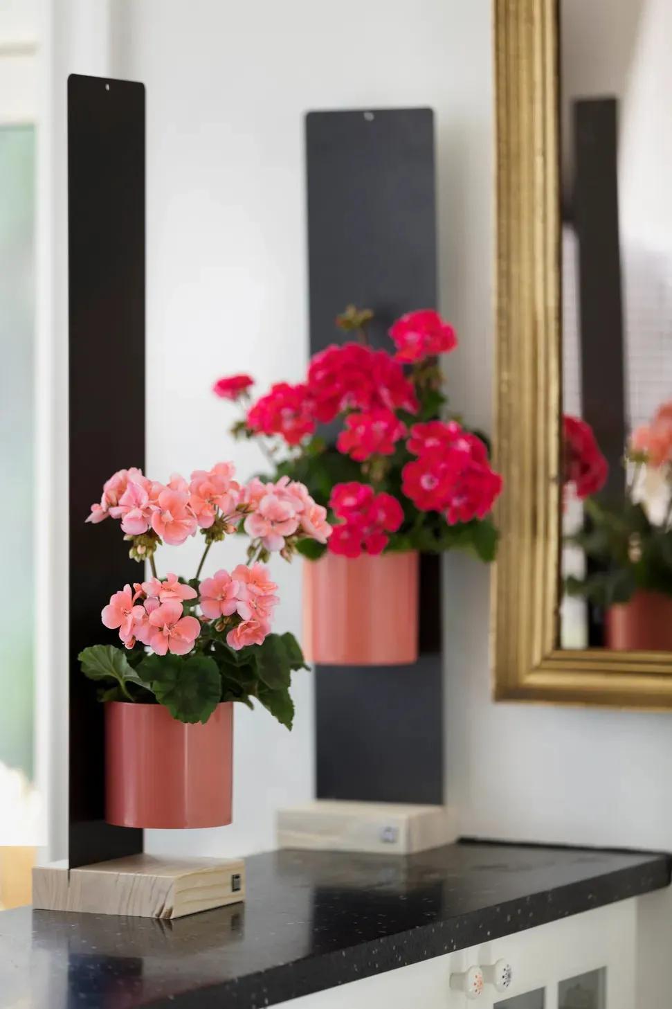 冬天天竺葵叶子发黄是什么原因,什么季节养天竺葵花最好