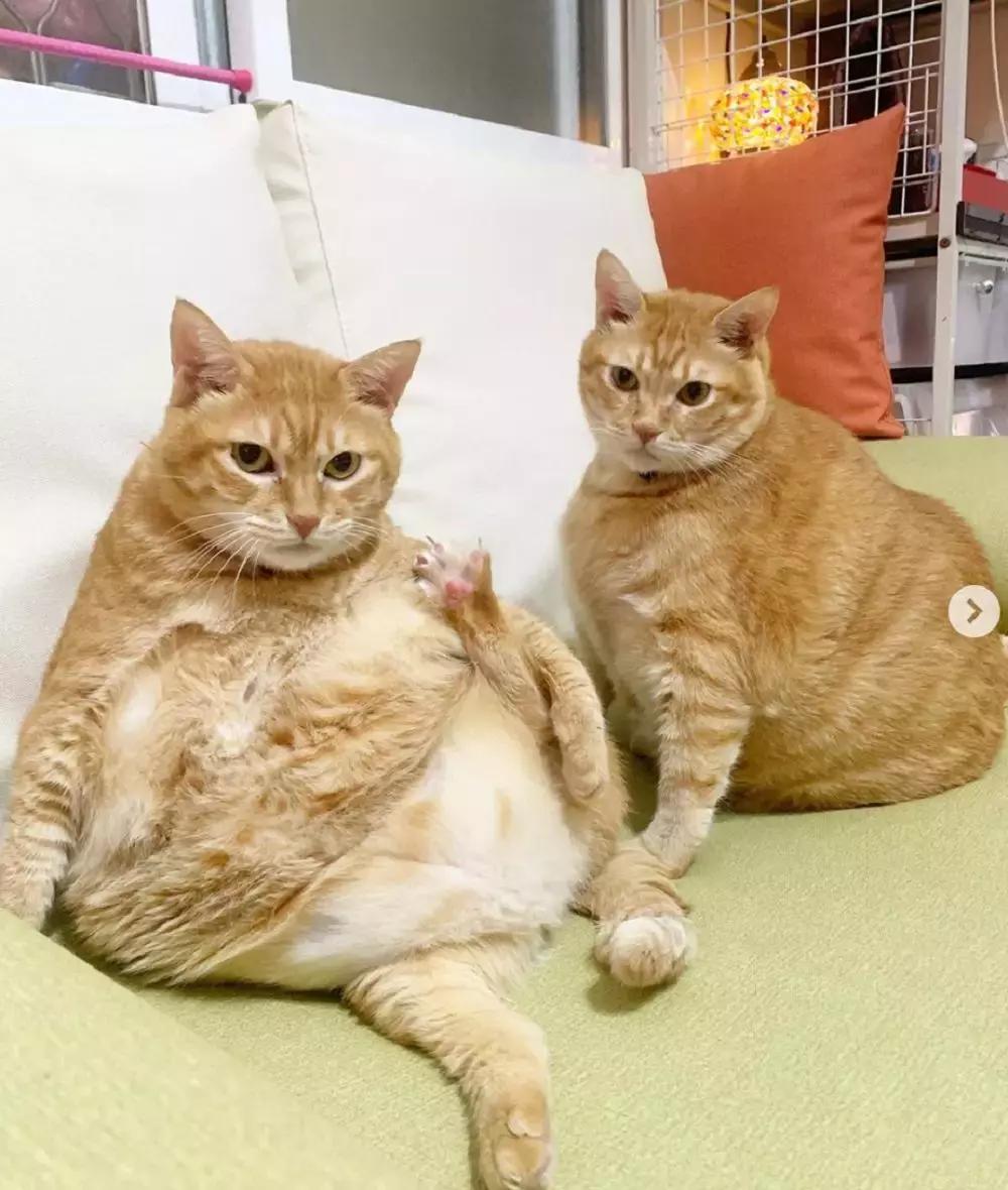 橘猫和兄妹的日常,橘猫兄妹最新视频大全