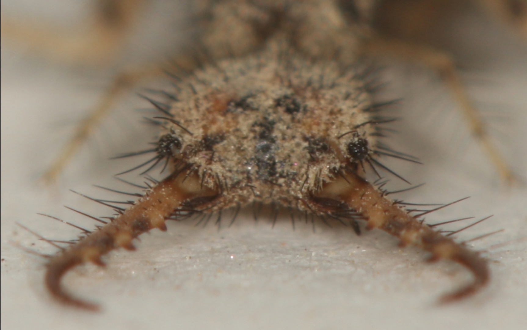 地牯牛专业捕捉,怎样大量捕捉地牯牛