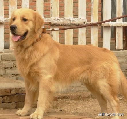 比尼熊狗狗价格,阿拉斯加狗狗价格