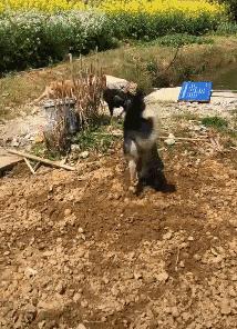 什么狗能打得过二哈,一群狗打二哈吓腿软