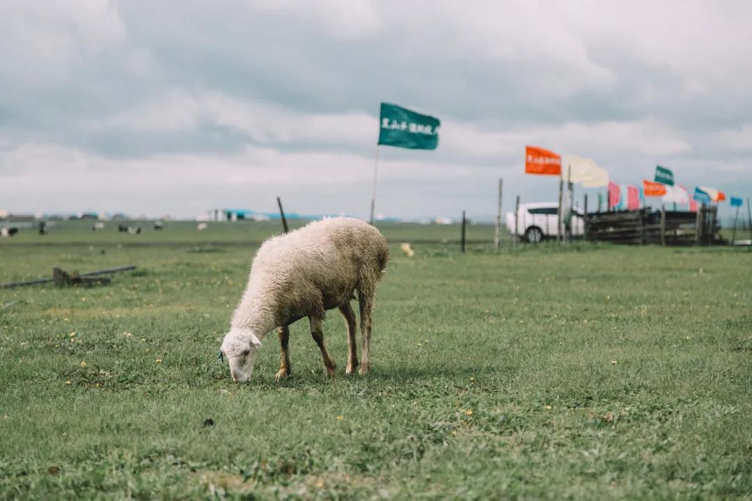 青海羊肉和宁夏滩羊哪个好,青海新疆内蒙哪里羊肉最好