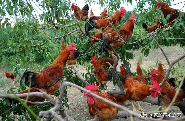 果园养鸡哪种最好,果园里面养鸡缺点