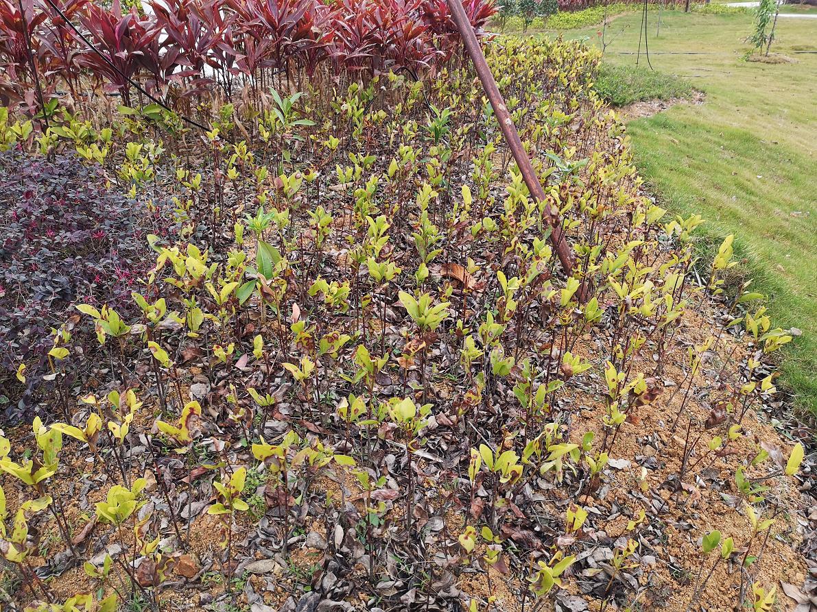 花炭疽病用什么药最好,黄角兰炭疽病怎么治疗