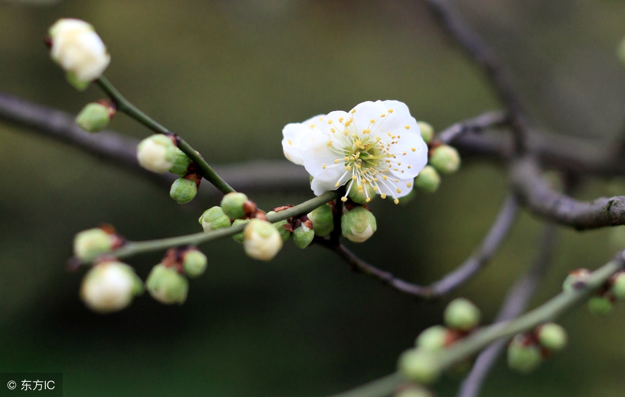 一首写春天的诗10句,关于春天的诗有8个春字