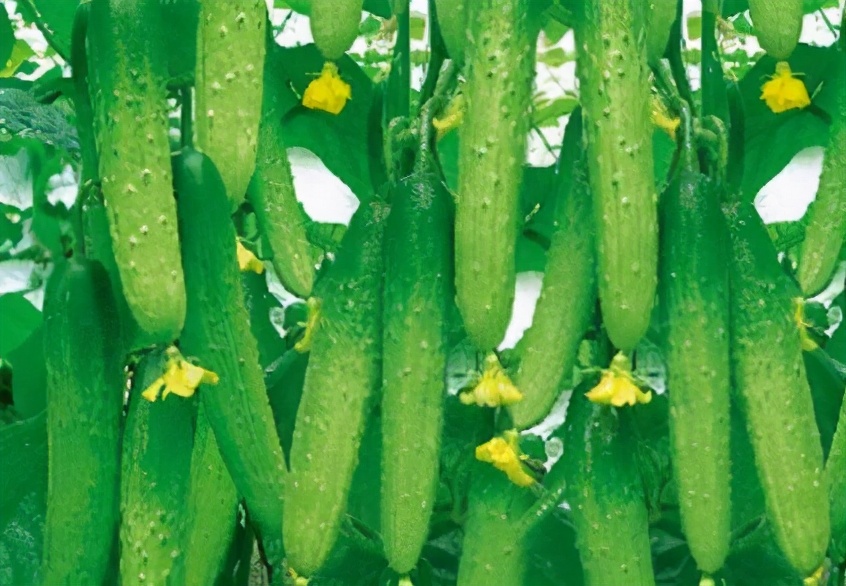 现在大棚黄瓜如何管理,大棚黄瓜怎样管理