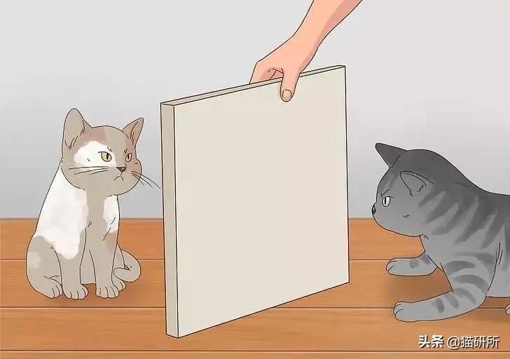 多猫家庭打架,多猫家庭遇到猫咪打架该怎么办