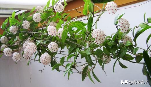 鐞冨叞鍚婂叞瑙嗛鏁欑▼,鐞冨叞鍚婂叞淇壀鍥捐В