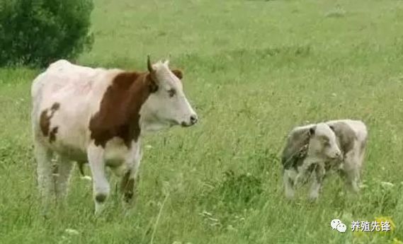 养牛老汉总结的30条养牛经验（1）