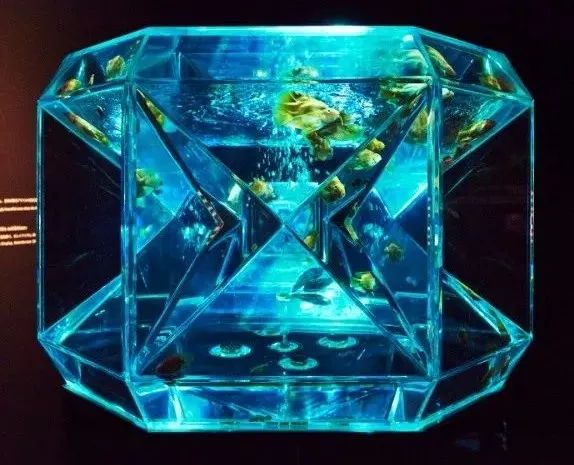 日本网红打卡艺术展,日本十大网红展