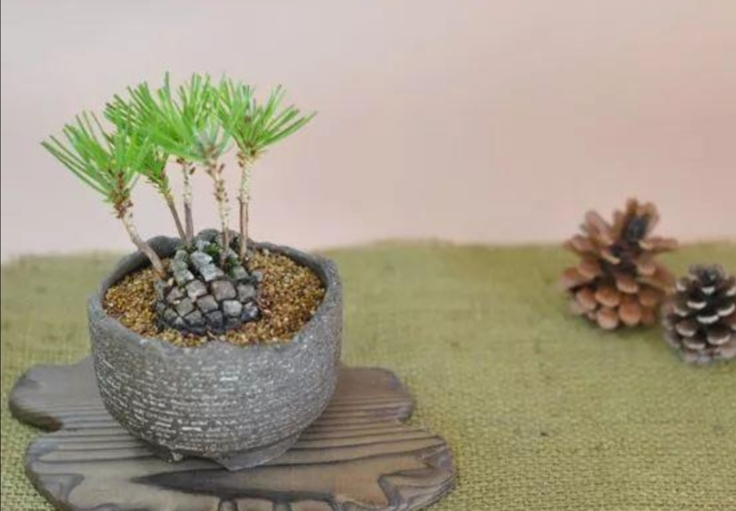 最漂亮的松塔盆景图片,山上松树怎么挖回家做盆景