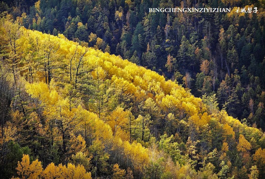 深秋的大兴安岭色彩斑斓,大兴安岭的秋天美景