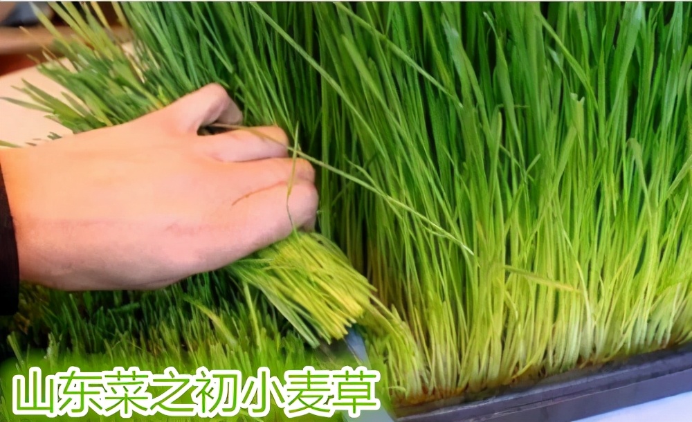 种植芥蓝收获哪些知识,芥蓝苗种植技术培训教程