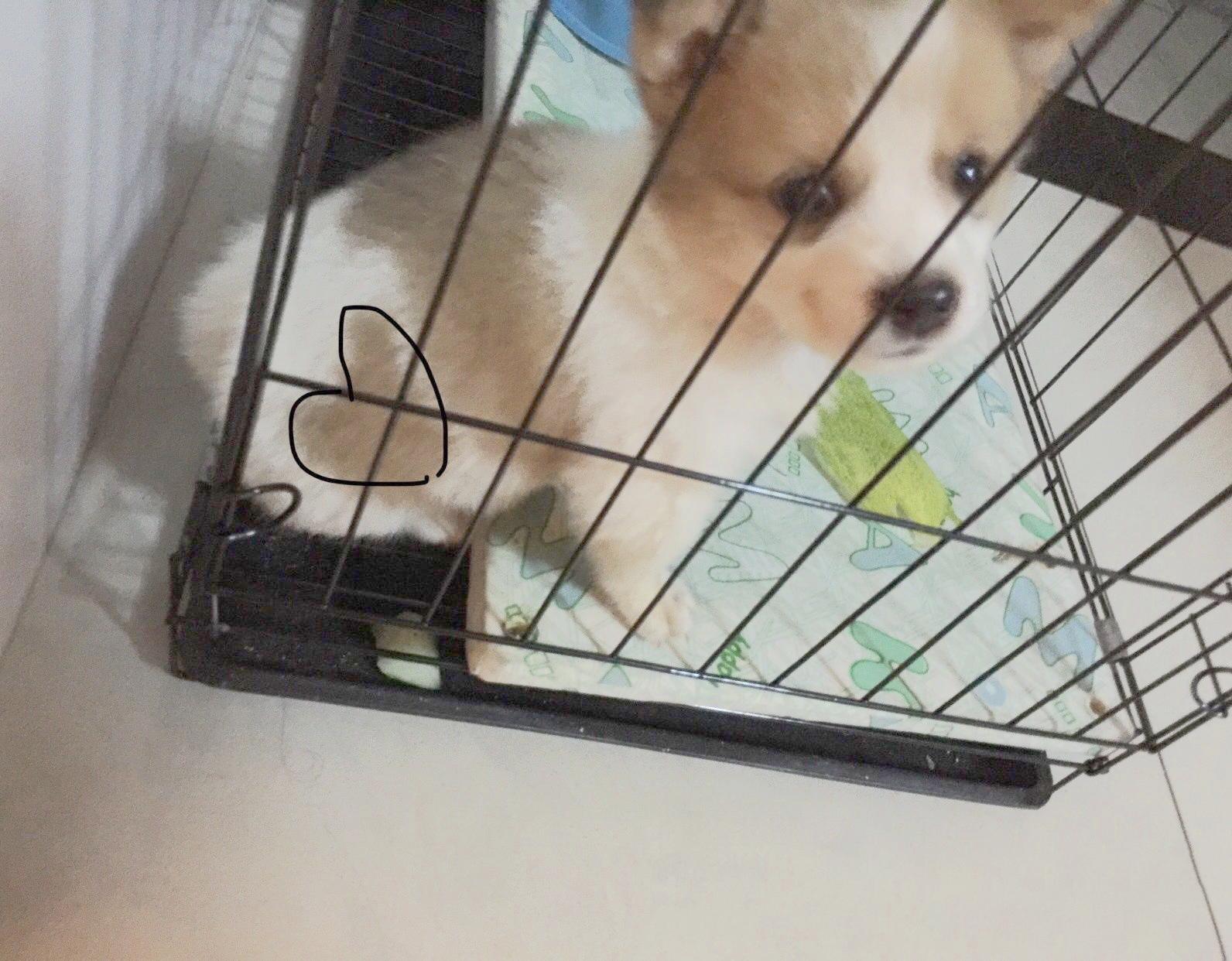 养一只很乖的狗是什么体验,养一只聪明的狗是什么体验