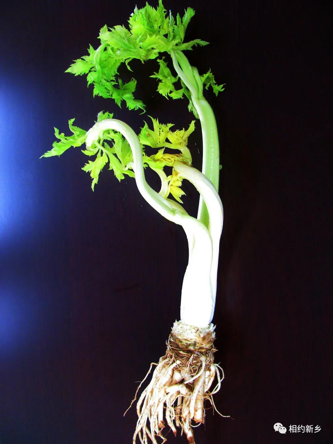 闻香识酒干红葡萄酒,闻香识艾草