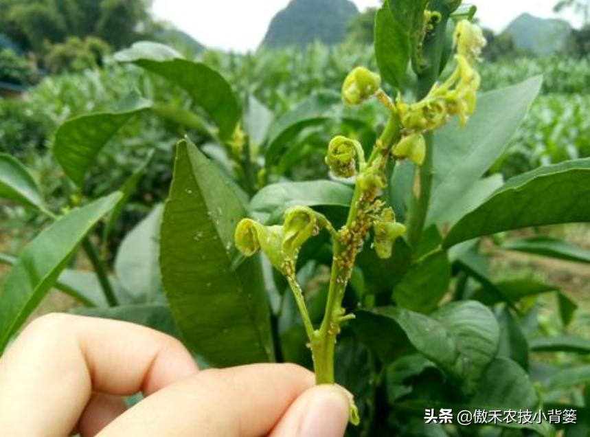 春季蚜虫防治方案最新,春季蚜虫病虫害防治药物配比