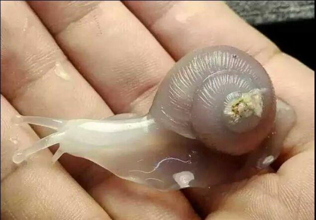 新疆罗布泊有戈壁石吗,新疆罗布泊哪些石头比较值钱