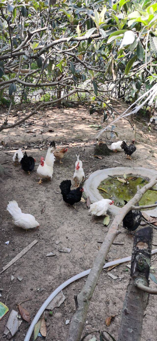 成都乌鸡养殖基地,大型观赏鸡养殖基地