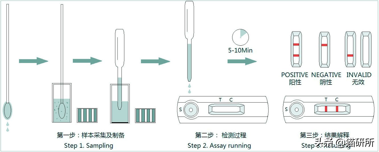 专业宠医答疑：新猫进家前必做的6项体检，万万不可少！