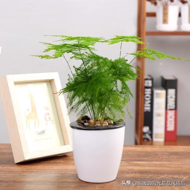 小植物该怎么养才好养活,养花新手都养不死的植物