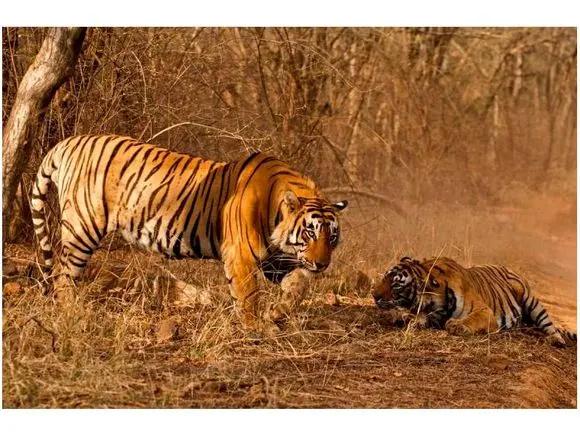 传奇虎王美元男:这只公虎两次作为“单亲奶爸”,养大了两窝虎崽