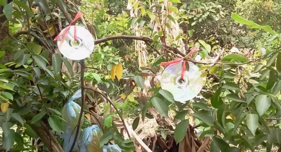 葡萄鸟害药物防治,葡萄萌芽期管理注意问题