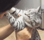 铲屎官请自重图,铲屎官请自重