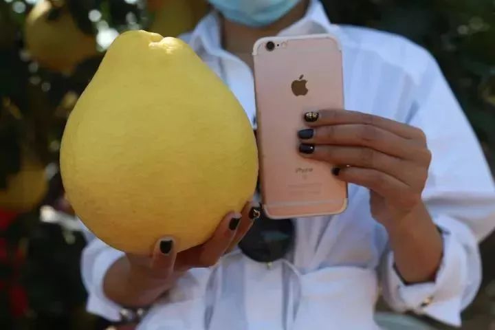 容县沙田柚挑选视频,如何挑选沙田柚视频