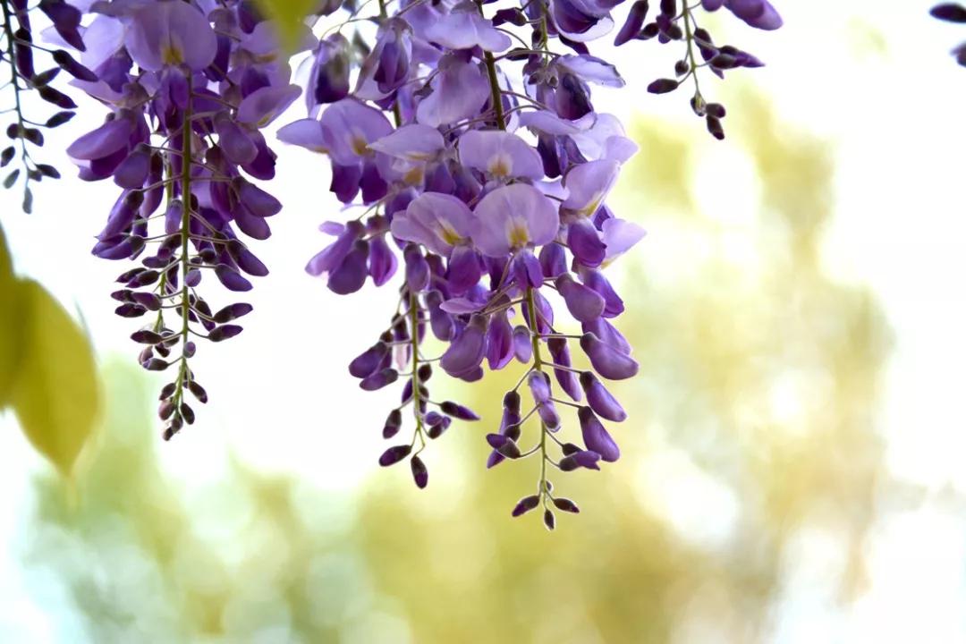 少女体香是什么意思,因为体香被搭讪