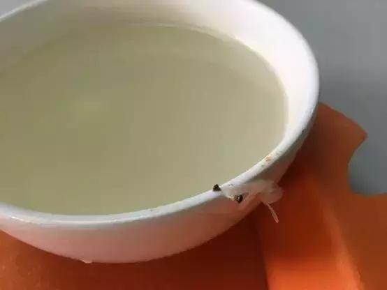 客户就餐体验感,客户餐