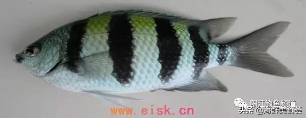 中国本土最便宜的鱼10种,哪些鱼档次又高又便宜