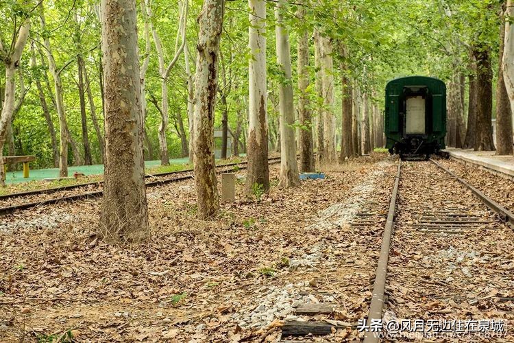 济南的法国梧桐,济南梧桐树美景