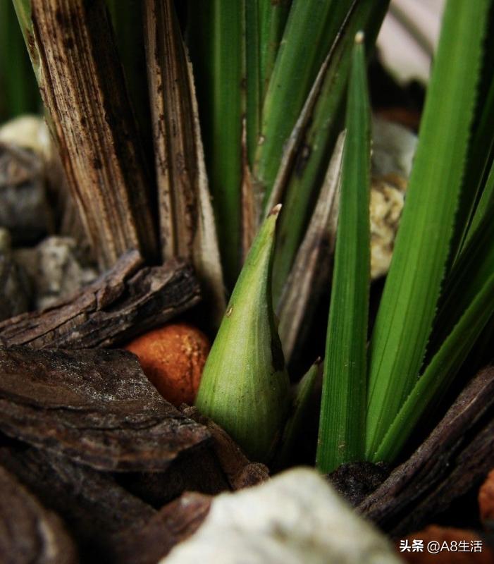 每日一品,蕙兰潘绿梅和庆华区别