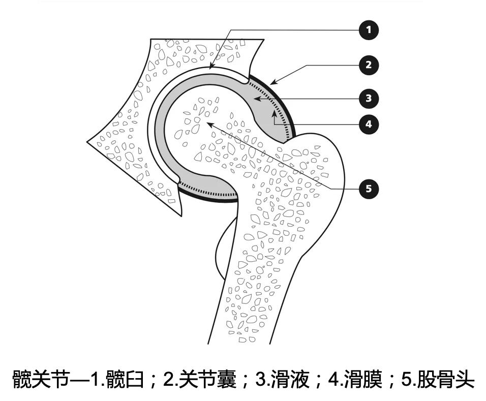 髋关节滑膜炎和髋关节滑囊炎区别,髋关节滑膜炎可用prp治疗吗