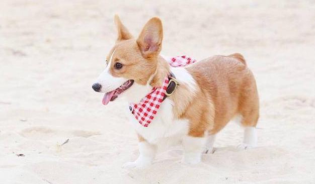 柯基犬如何看聪明不聪明,如何科学养一只柯基犬呢