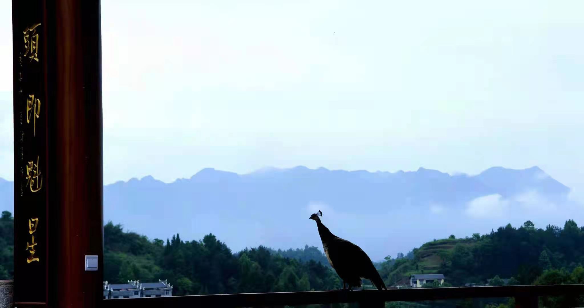 腹脊筋骨疼痛中医治疗,左前胸部疼痛针灸治疗