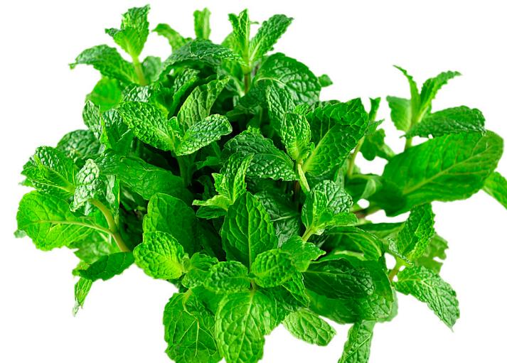 盆栽薄荷种子的种植方法,盆栽薄荷叶子枯黄了咋办