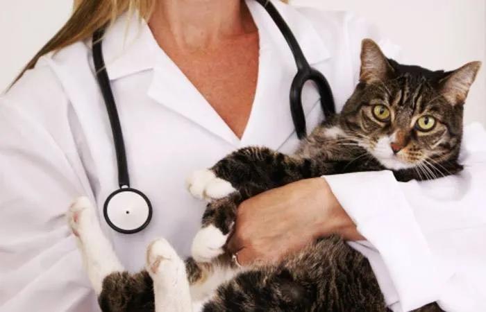 猫咪孕期注意什么,猫咪孕期全方位指南