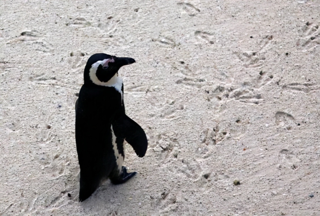 非洲也有企鹅？专家称非洲企鹅叫声像驴，将在14年后功能性灭绝