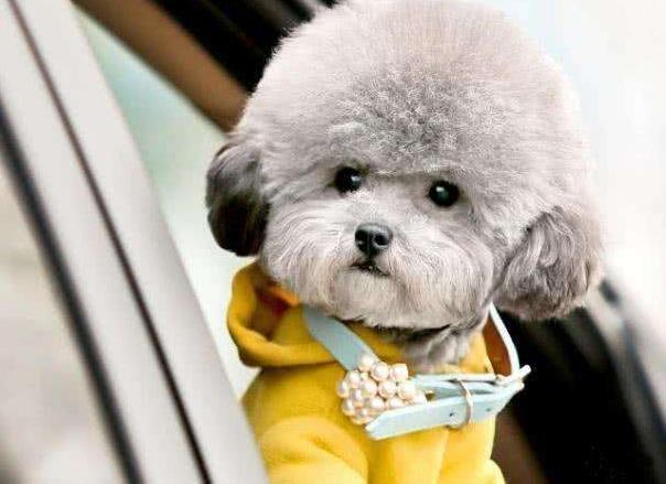 怎么饲养立耳泰迪犬,如何正确饲养泰迪犬