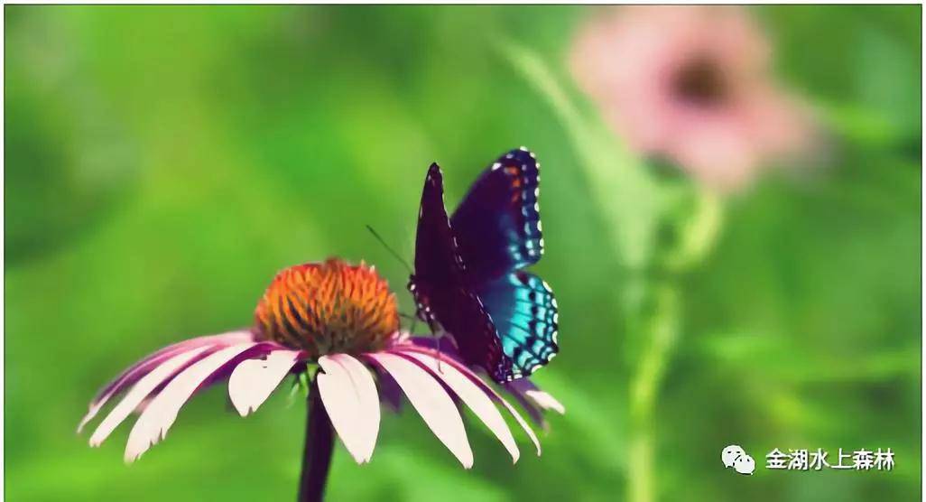 亲子游推荐地金湖水上森林景区,金湖水上森林景区攻略视频