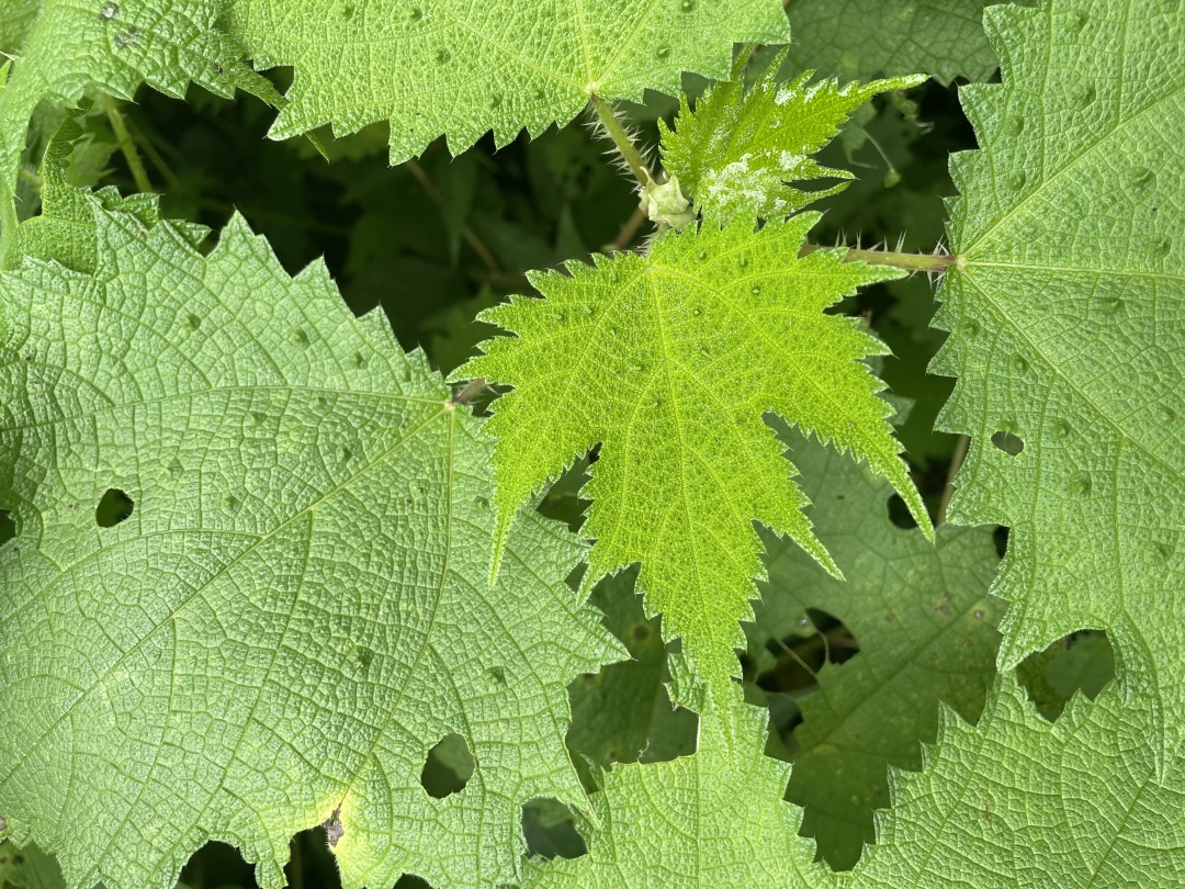 摸了核桃树的叶子手指非常刺疼,摸到火麻会怎么样