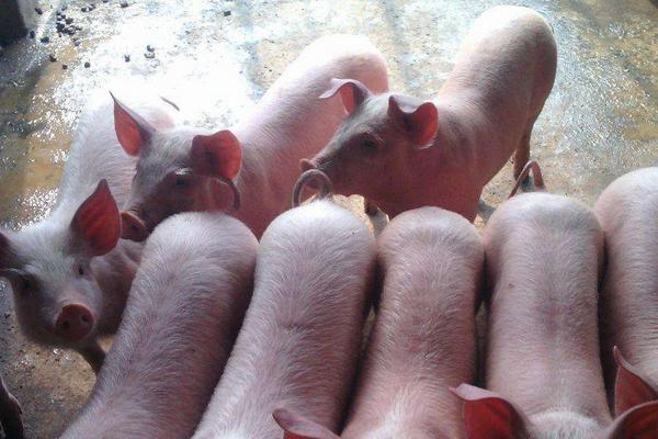 养殖户小猪拉稀,猪场养殖户仔猪拉稀