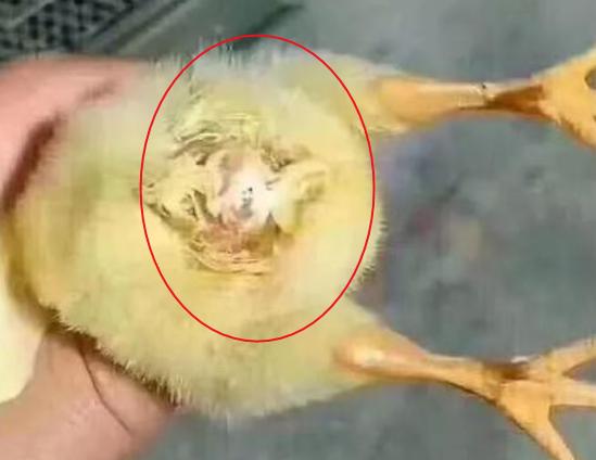 4日龄雏鸡爆发鸡白痢怎么办,雏鸡白痢的诊断及防治方法