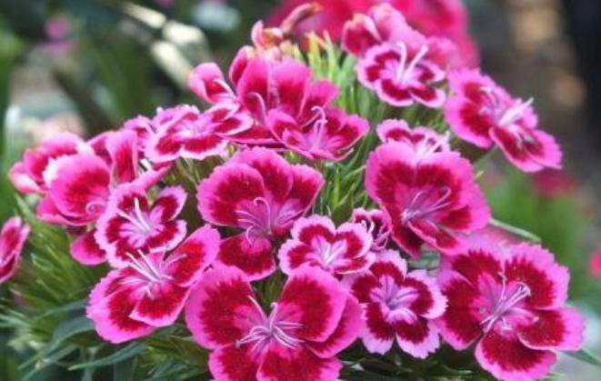 3种花最适合养庭院,适合北方庭院的耐寒常绿草坪