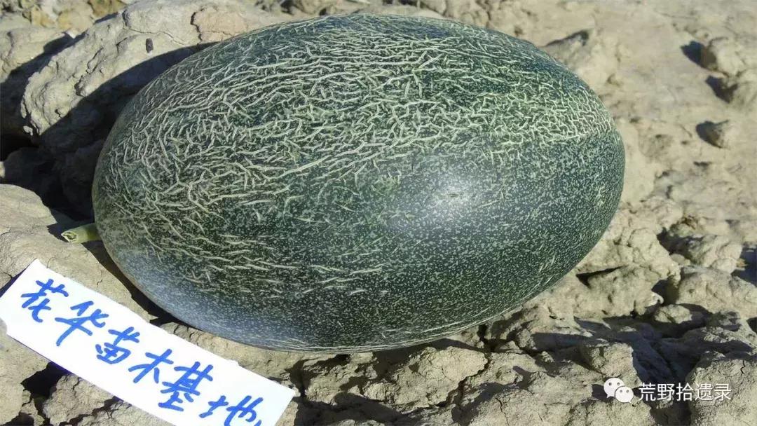 四川适合种植哈密瓜甜瓜品种,甜瓜种植技术新疆哈密瓜