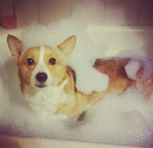 柯基被人宠坏的5个表现,柯基被宠坏的五大表现